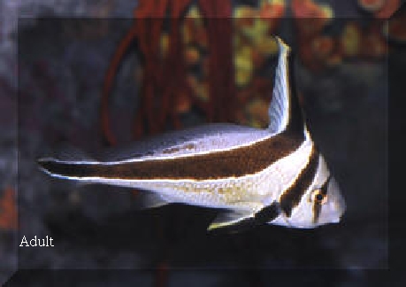  Equetus lanceolatus (Jackknife Fish, Ribbonfish)